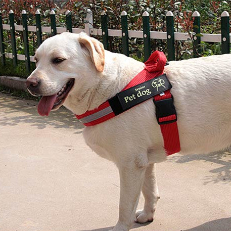 Dog Walking Chain Leash Medium And Large Dog on a Labrador Retriever wearing a red harness outdoors.