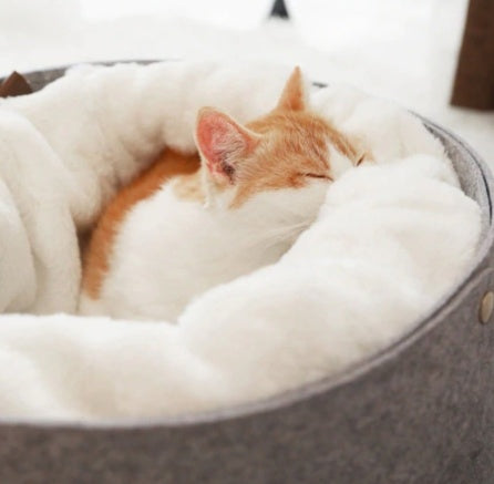 pet bed DOSE Premium Wellness Boost Capsules