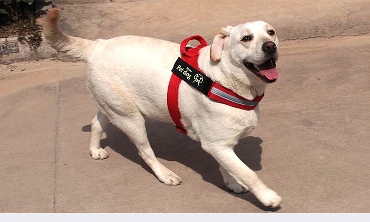 Dog Walking Chain Leash Medium And Large Dog featuring a happy white dog wearing a red harness.